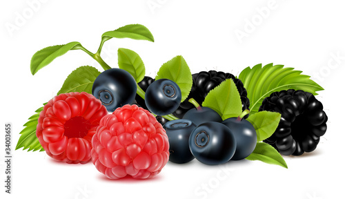 Forest berries. Photo-realistic vector illustration.