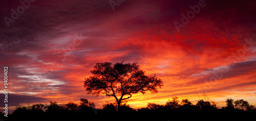 African sunset in the Kruger National Park  South Africa