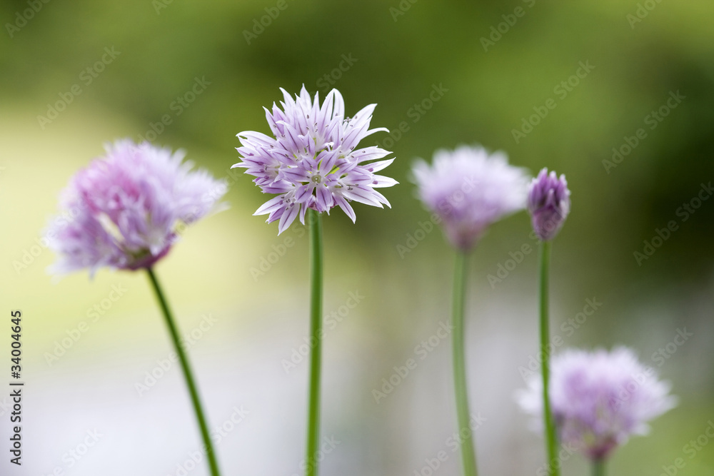 ハーブの花 ハーブの花