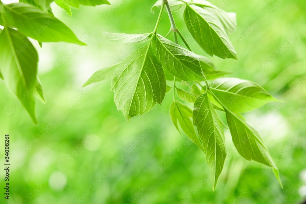 green leaves green leaves