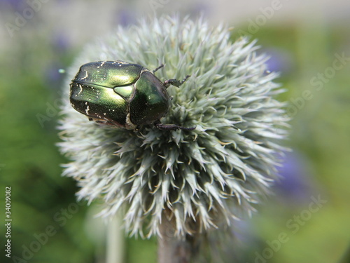 Variabler Rosenkäfer auf Kugeldistel photo