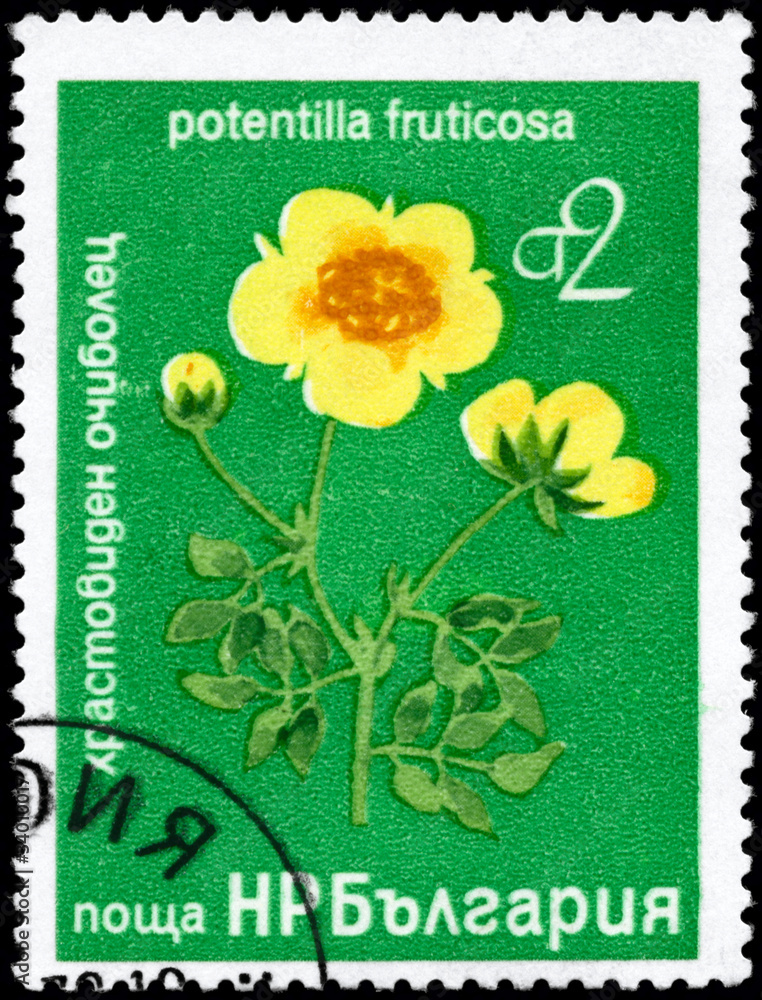 BULGARIA - CIRCA 1976 Potentilla BULGARIA - CIRCA 1976 Potentilla
