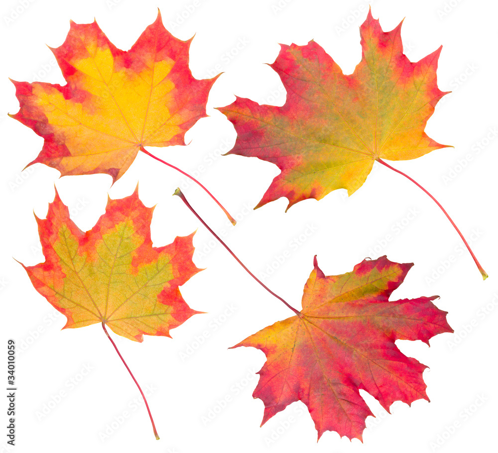 Fototapeta premium autumn maple leaves collection