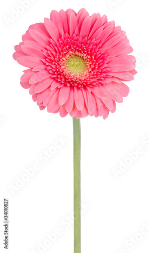 pink gerbera flower