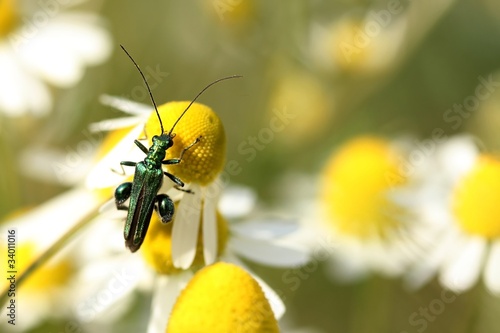 Oedemera virescens on chamomila photo