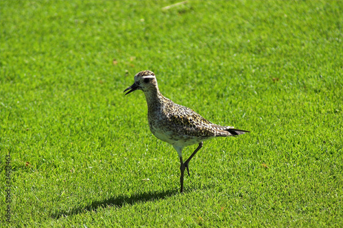 Pacific Golden Plover