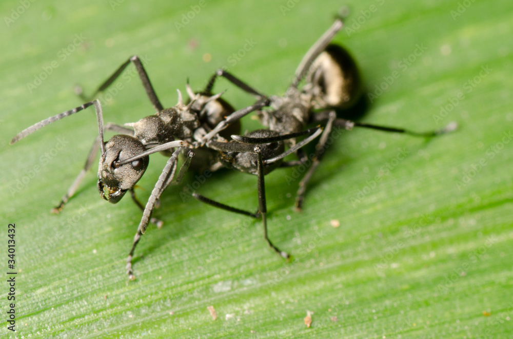 Fototapeta premium ant