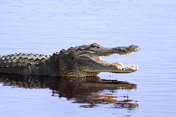Handdoek met foto Krokodil Alligator in Myakka Lake Florida  © Delmas Lehman