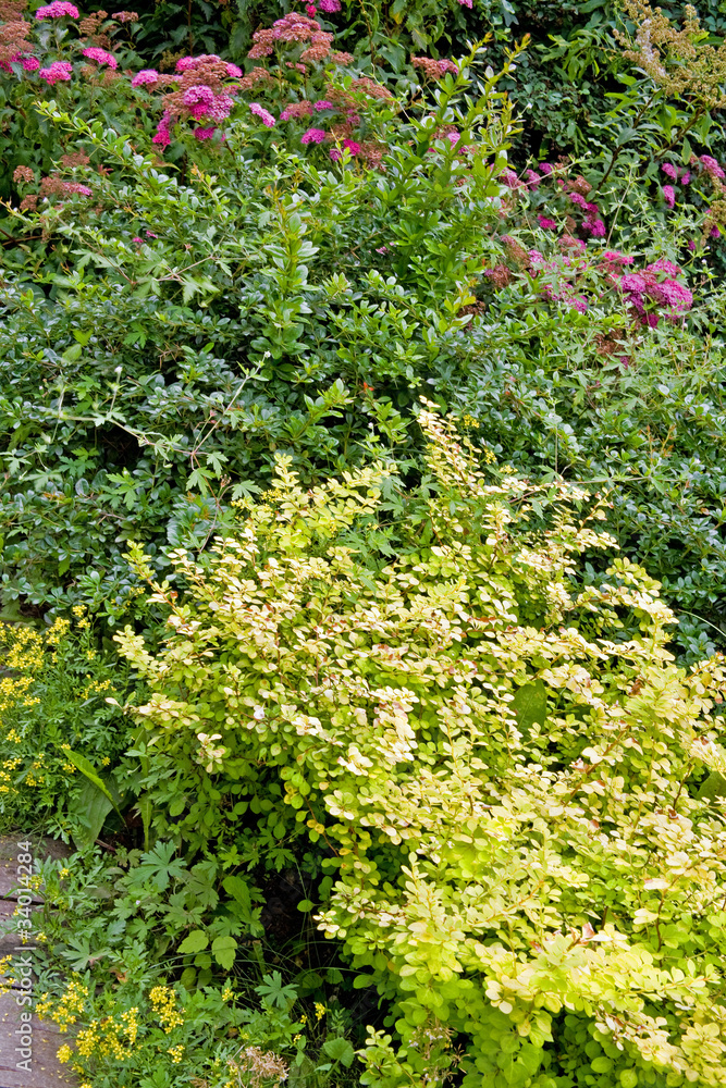 Flowering bushes Flowering bushes