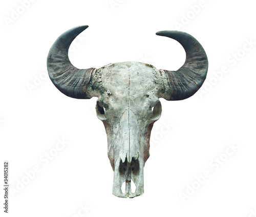 buffalo skull on the white.