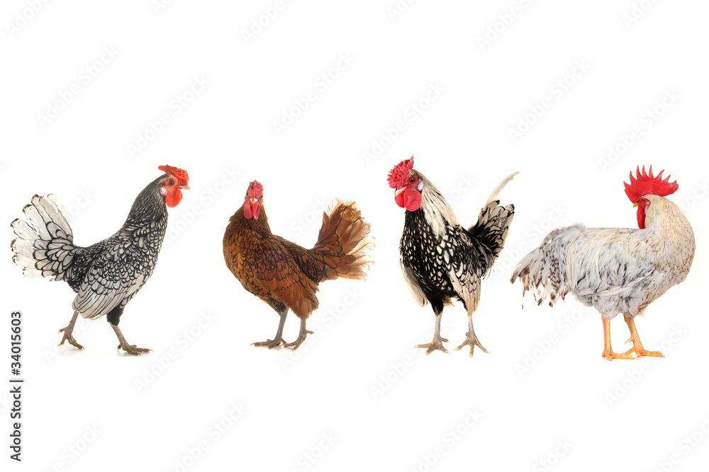 Fototapeta premium cock