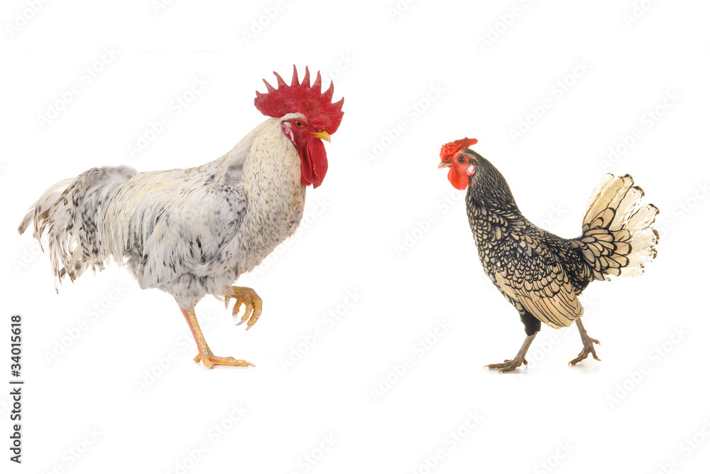 Fototapeta premium white cock