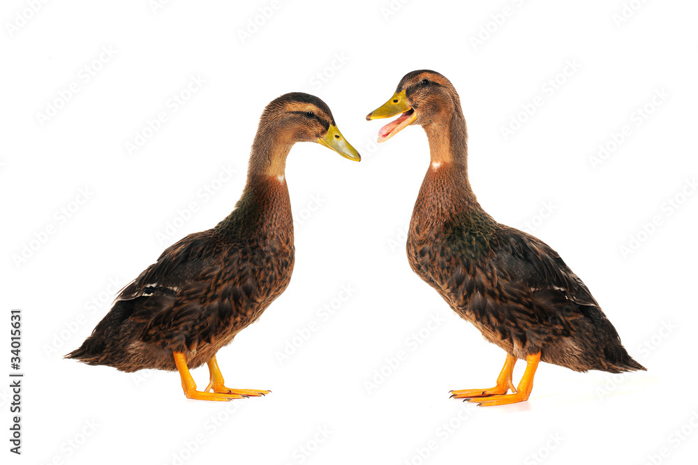 ducks ducks