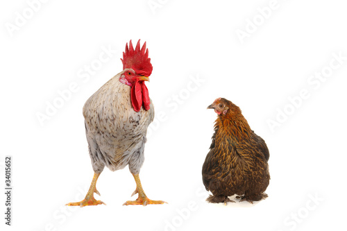 white cock and brown hen