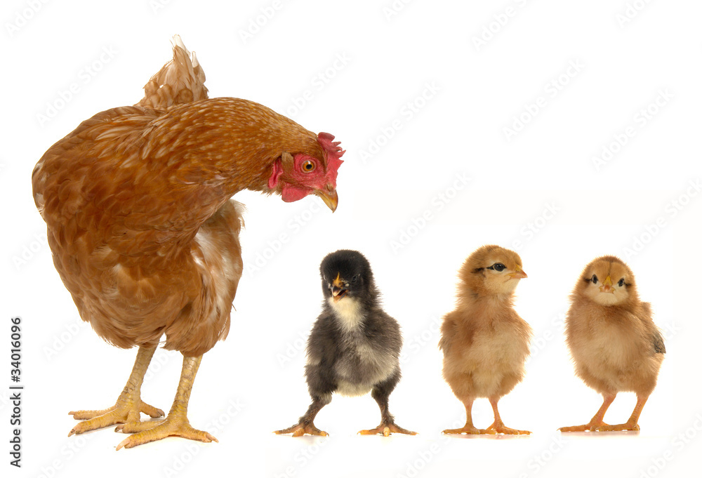 Fototapeta premium hen and chicks