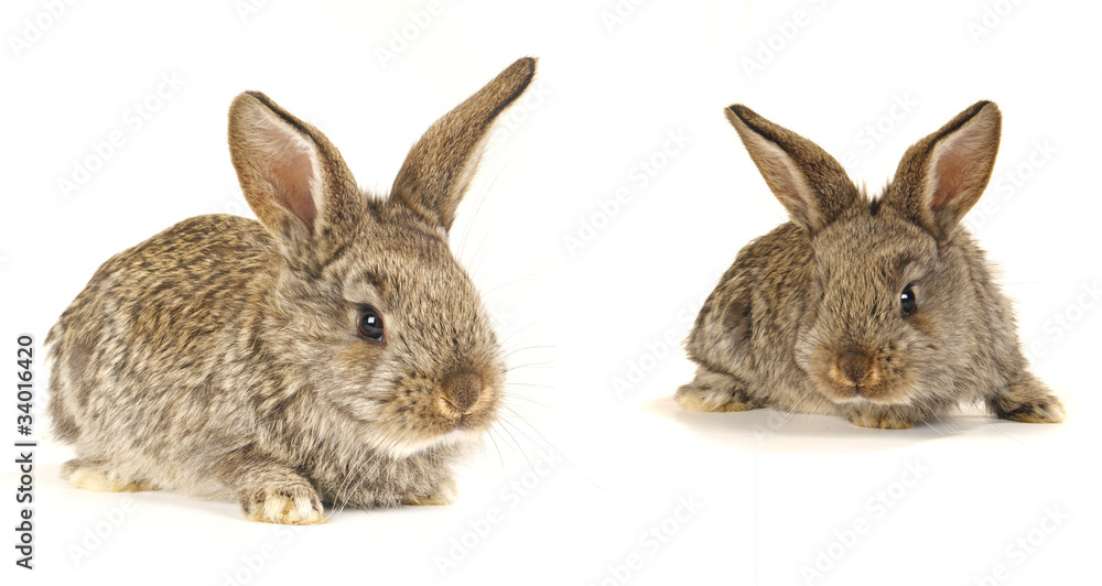 grey rabbit grey rabbit