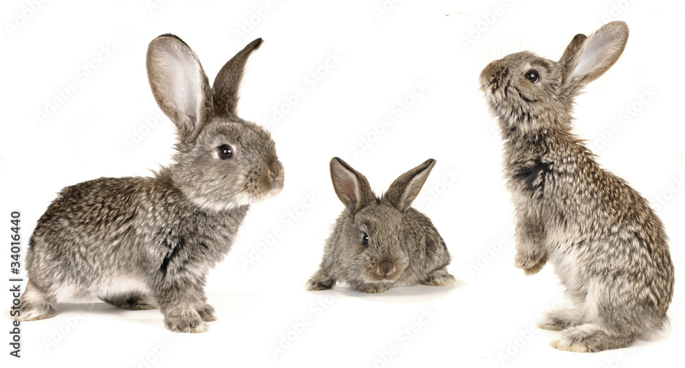 grey rabbit grey rabbit