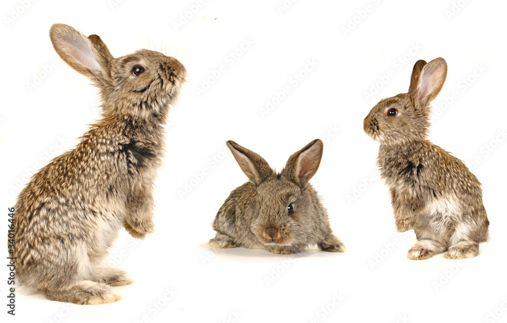 grey rabbit grey rabbit