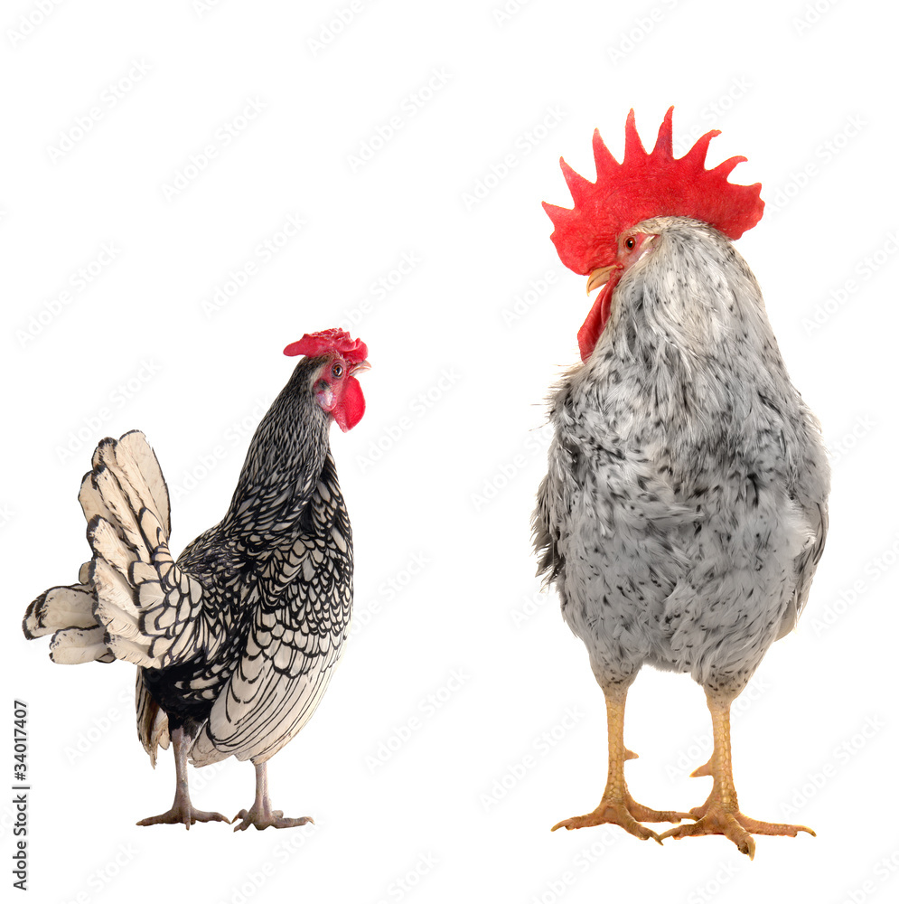 Fototapeta premium cock