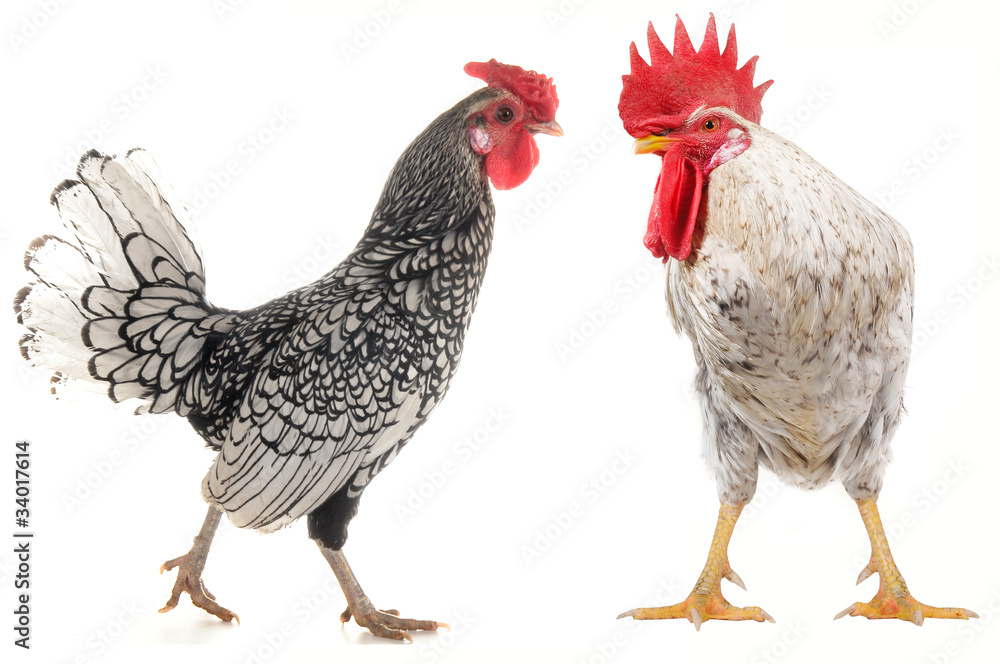 Fototapeta premium white cock