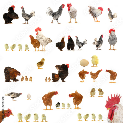 Chicken histories