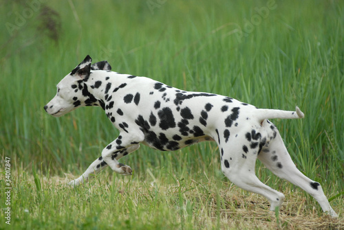 DALMATA.