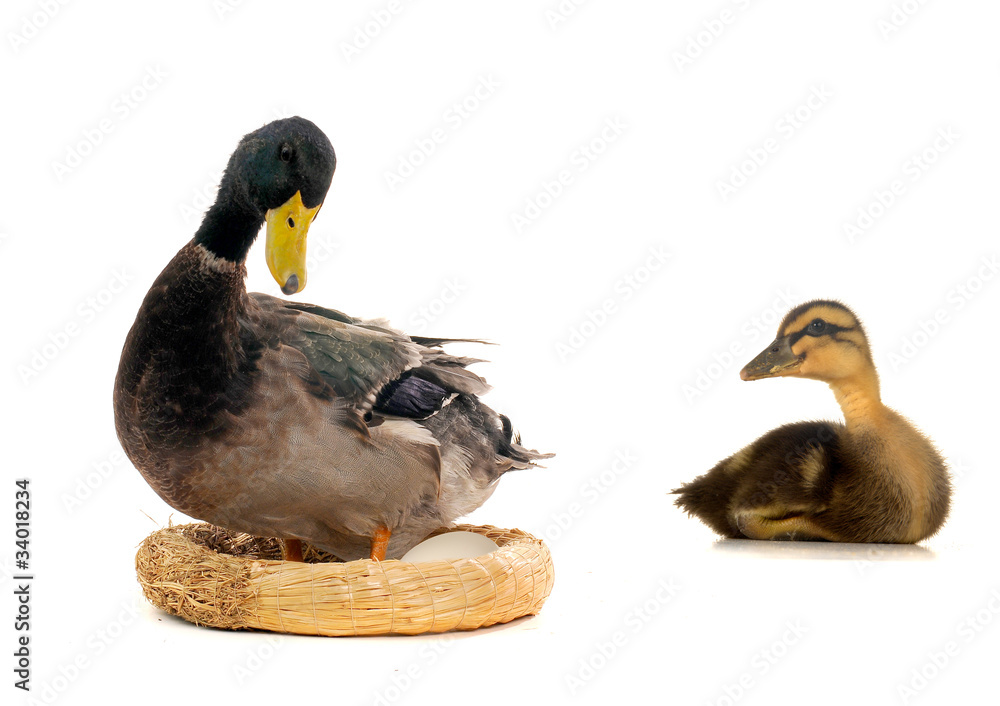 ducks ducks