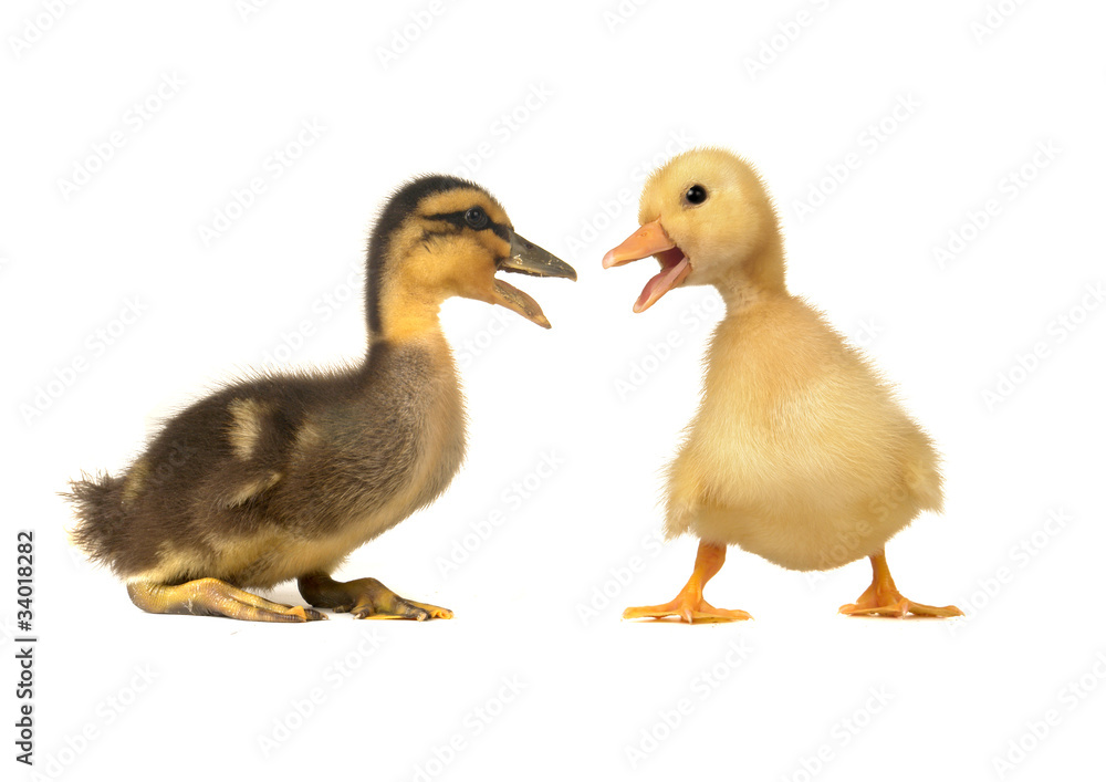 goose goose