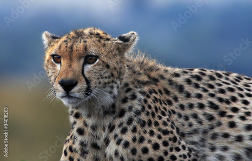Cheetah  Acinonyx jubatus 