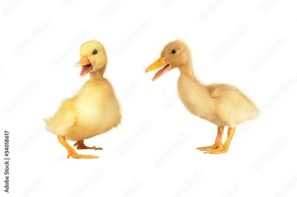 duck duck