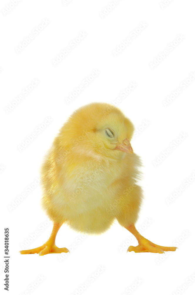 Obraz premium pisklęta