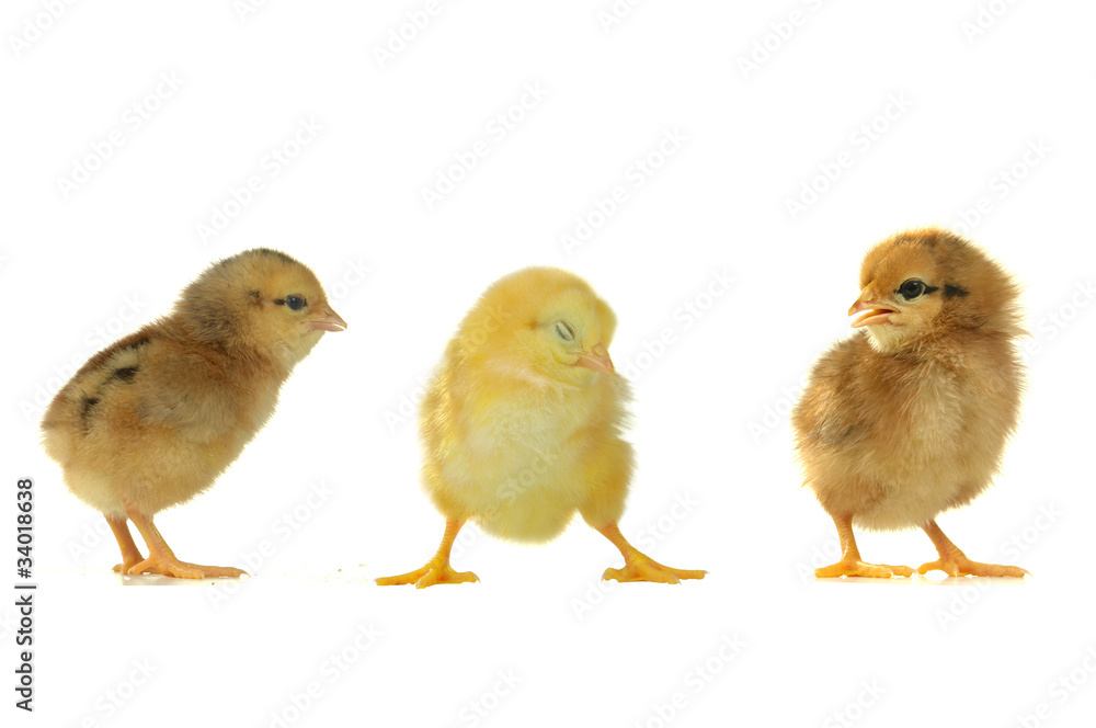 chicks