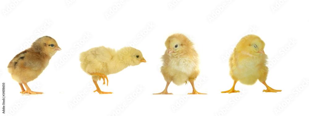 chicks chicks
