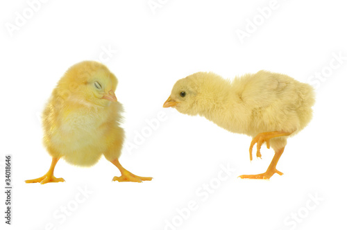 Wallpaper Mural chicks Torontodigital.ca