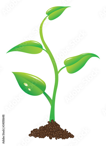 young plant illustration