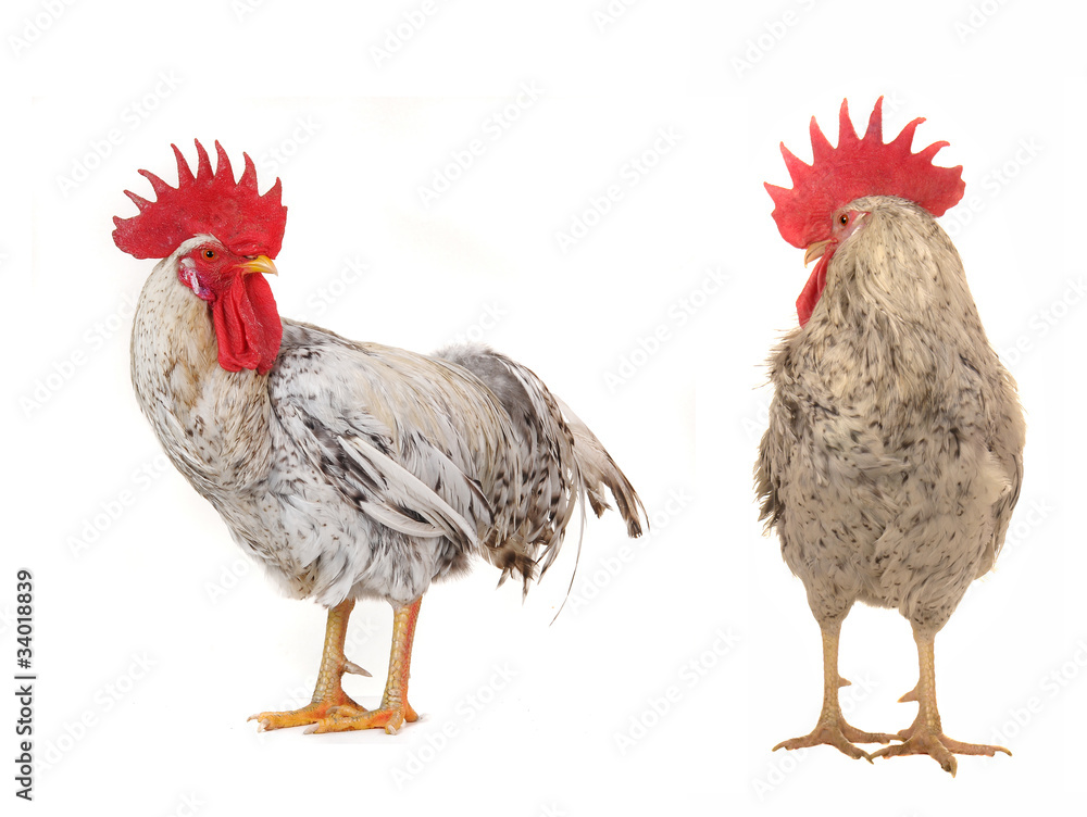 Fototapeta premium cock