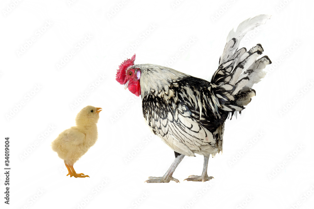 Fototapeta premium cock