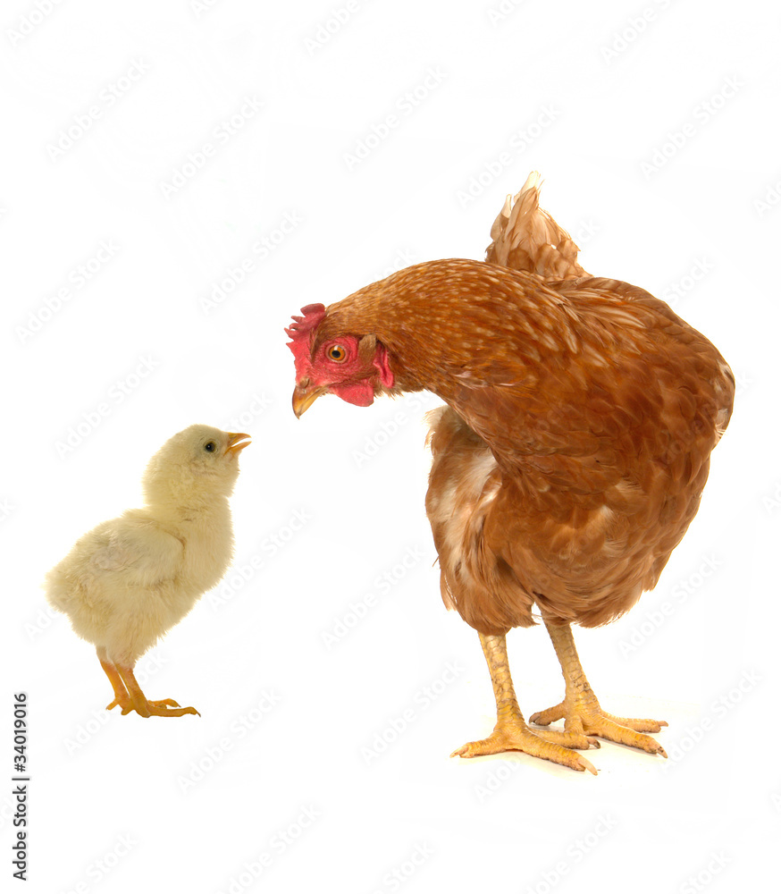 Fototapeta premium hens