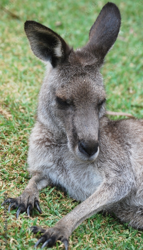 Kangaroo