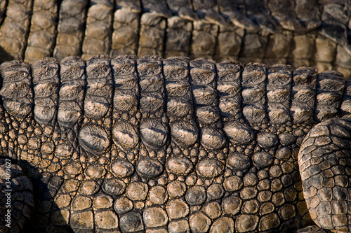 Gros plan peau de crocodile