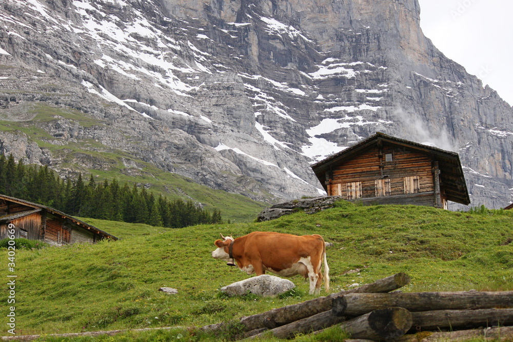 custom made wallpaper toronto digitalSchweizer Alm