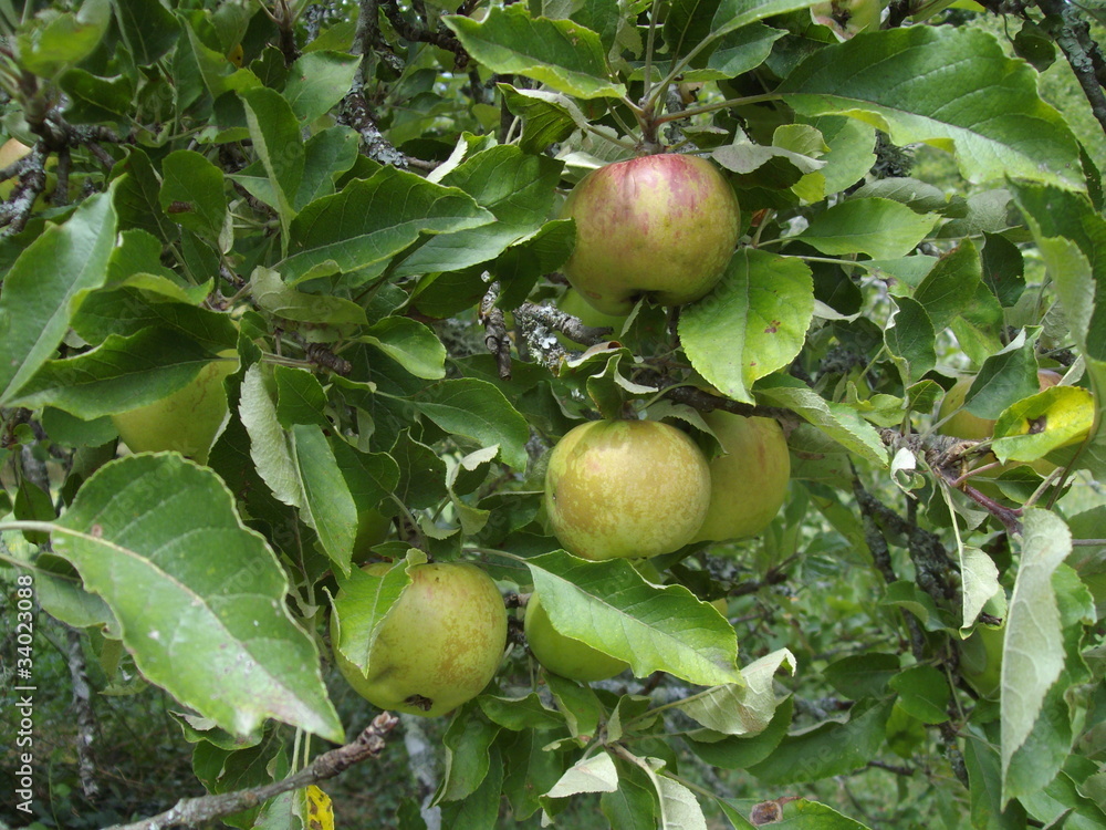 Pommes vertes Pommes vertes