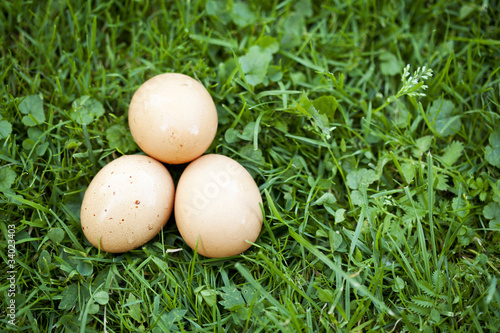 Świeże kurze jaja na trawie.