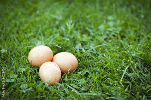 Świeże kurze jaja na trawie.