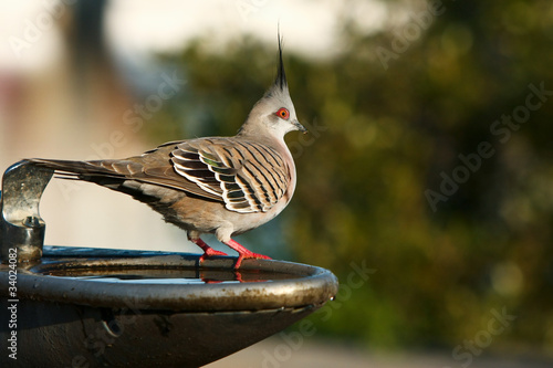 Crested pigeon standing on water fountain