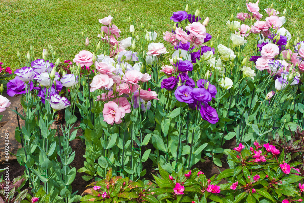 lisianthus lisianthus