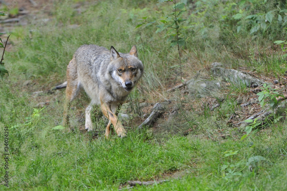 Wolf Wolf