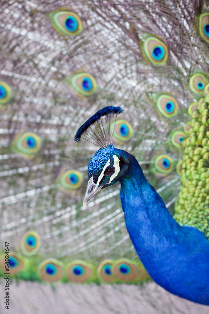 Obraz premium Peacock