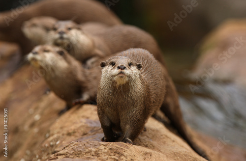 A group of Oriental Short-Clawed Otters