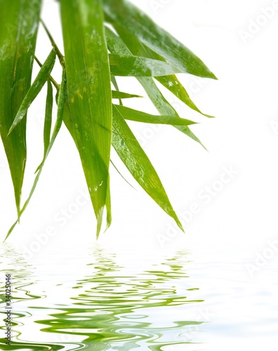 Wet bamboo on white background